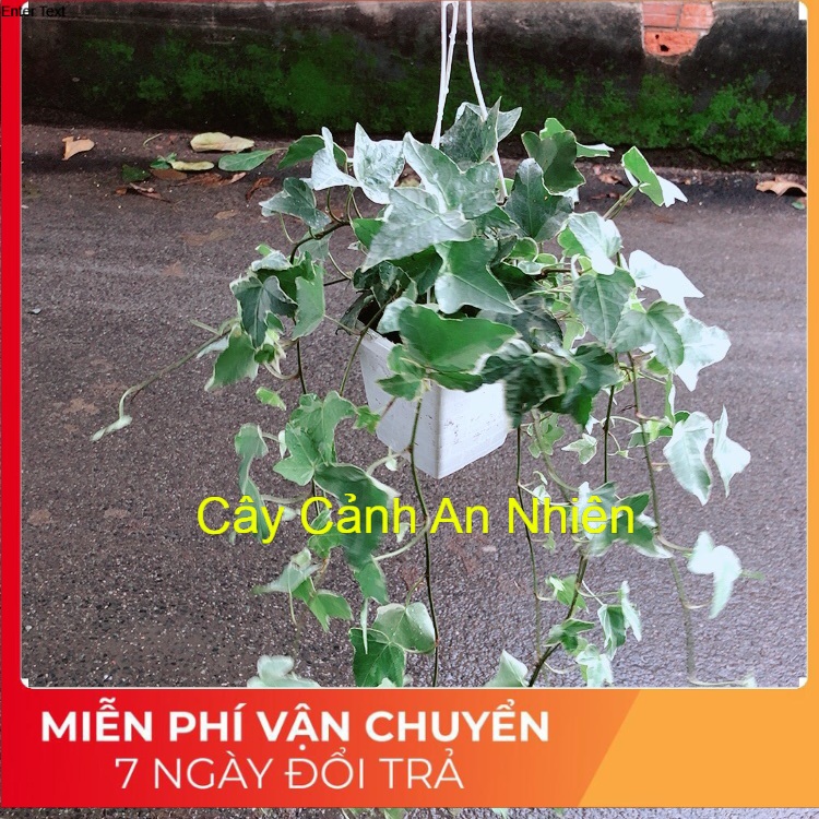 Chậu Cây Thường Xuân