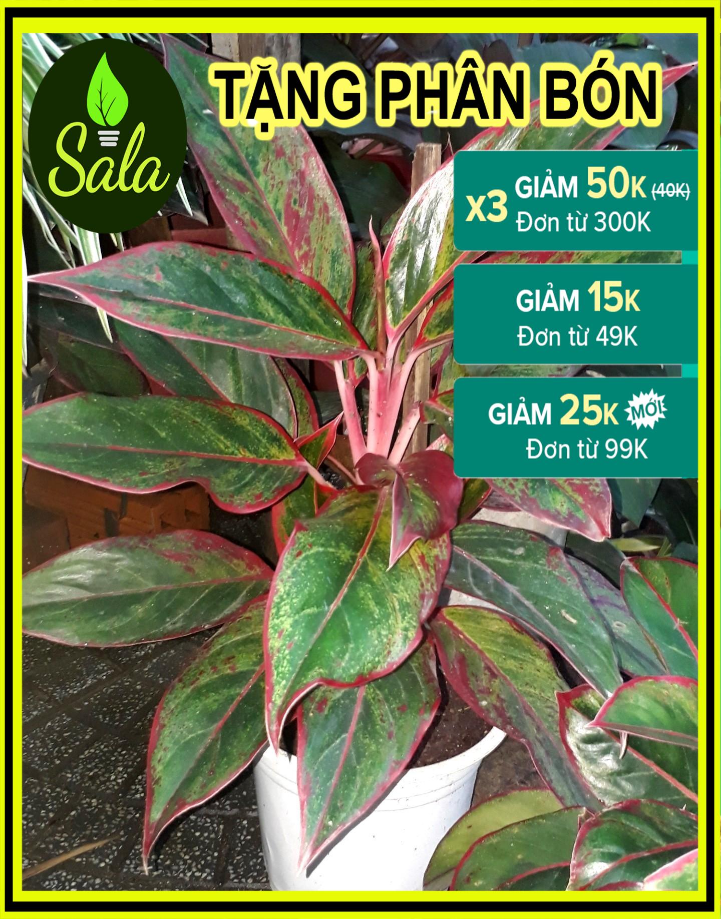 CÂY PHÚ QUÝ, CÂY KIỂNG ĐỂ BÀN, CÂY THỦY SINH