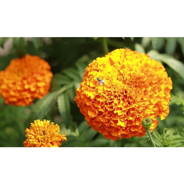 Phân tan chậm nhập khẩu Thái Lan 14-14-14 (hạt vàng) 200gram