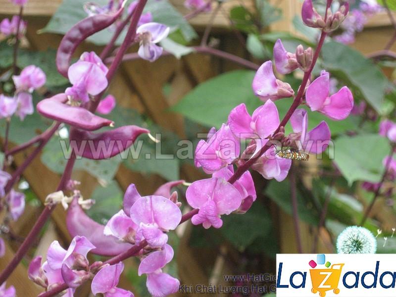 5h Hạt Giống Đậu Ván Tím (A2.304| C31*W23*M023)
