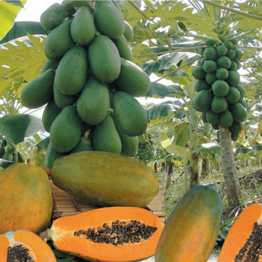 hạt giống đu đủ ĐÀI LOAN ruột vàng - gói 10h