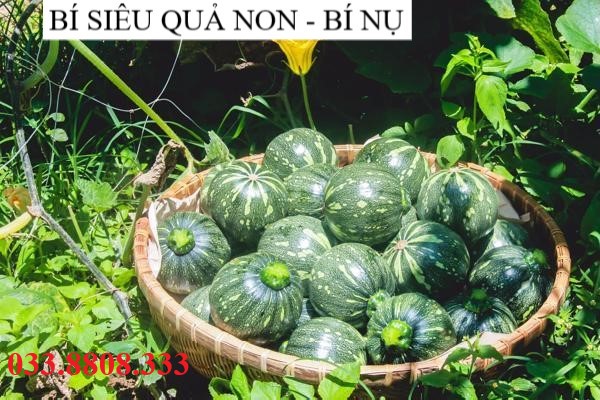 Hạt giống bí siêu quả non - giống tốt