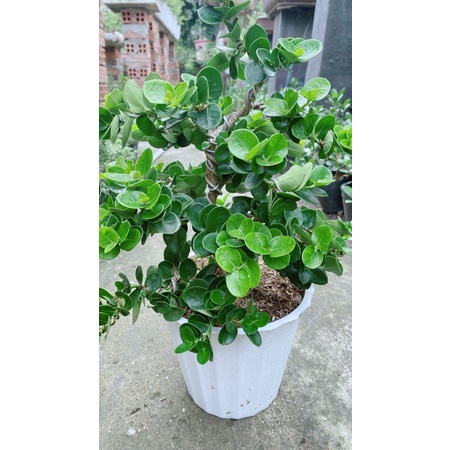 Cây Da Nhật Lá Tròn Bonsai