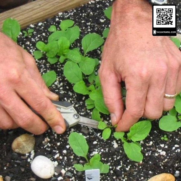 Hạt giống rau rocket (rau Arugula) - Gói 1g