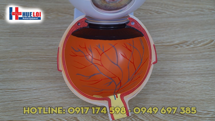 Mô hình giải phẫu mắt