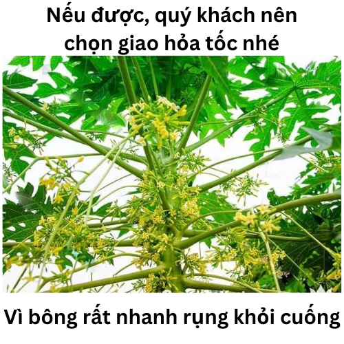 Hoa Đu Đủ Đực Tươi ( Hoa Thu Đủ Đực Tươi) - RẤT TỐT CHO SỨC KHỎE