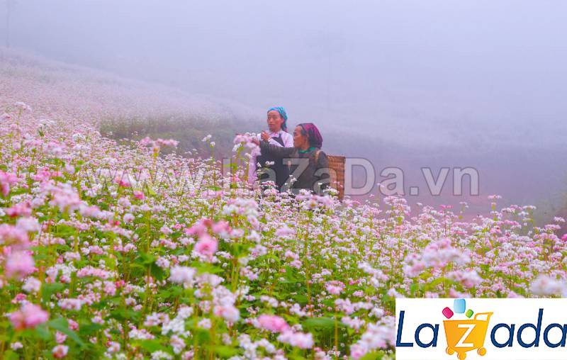 1KG Hạt Giống Hoa Tam Giác Mạch (| -KD: B1*W63)
