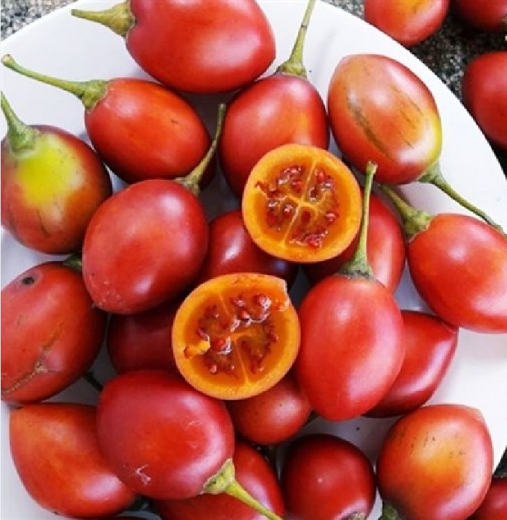 "Gói 10 Hạt " Hạt giống cà chua thân gỗ