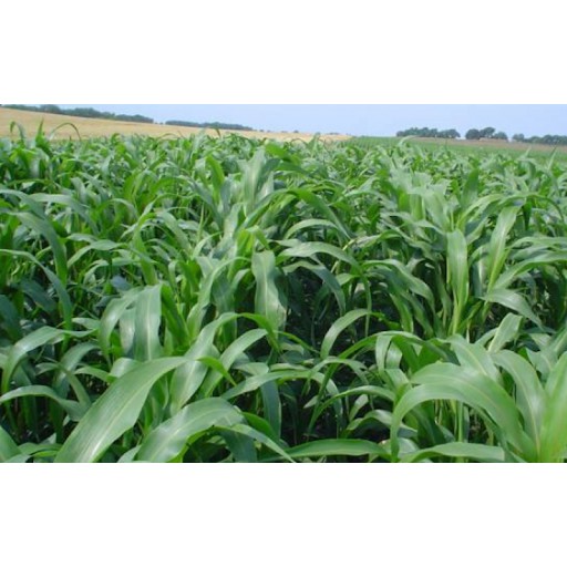 Hạt giống cỏ Sudan Super BMR - Cỏ Ngô (gói 100g)