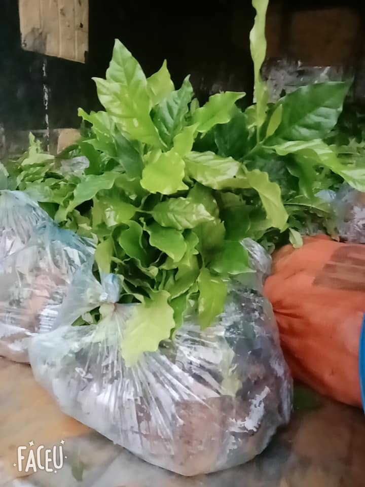 Cây cà phê giống cấy mô phù hợp mọi loại đất (cửa hàng cây giống f1)