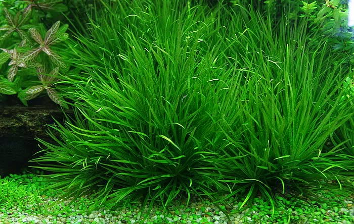 Cây Cỏ Nhật 5 bụi   