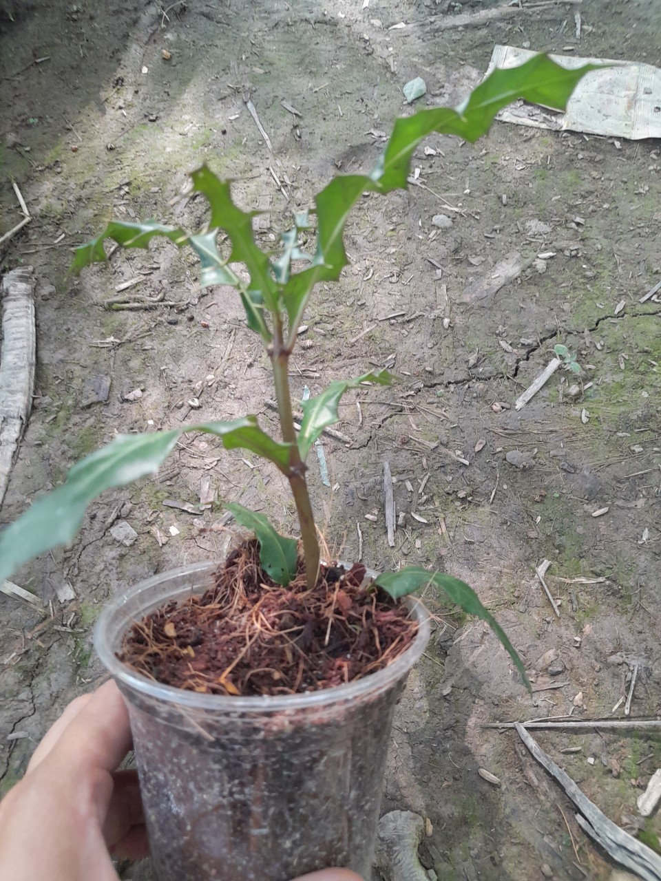 Cây Ô Rô giống, dùng làm dược liệu ( ô rô gai, ô rô hoa nhỏ, sơn ngưu bàng, cây ắc ó)