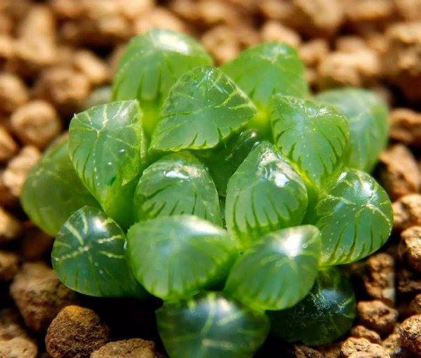 Hạt giống  sen đá kim cương ( sen đá ngọc 200 hạt )
