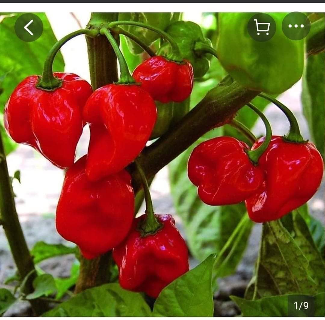 Cây Ớt Habanero Combo 5 Cây