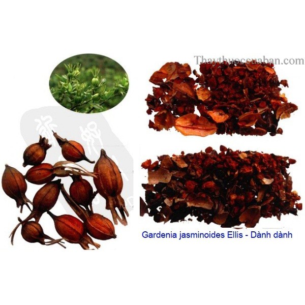 Quả dành dành khô