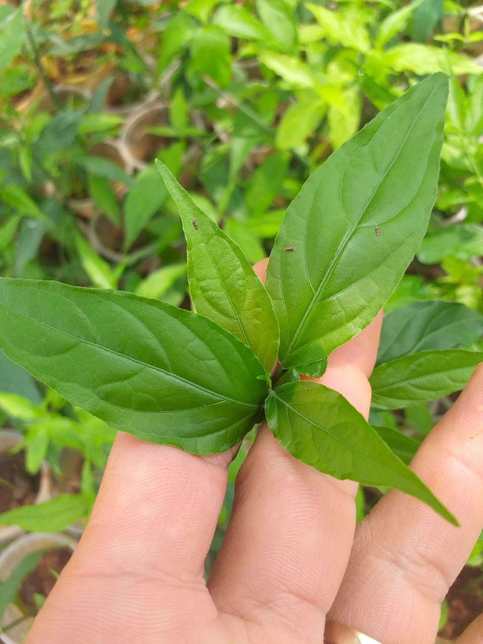 Cây xương khỉ
