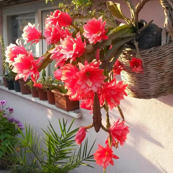 [Mới] - Hạt giống hoa quỳnh  giá rẻ