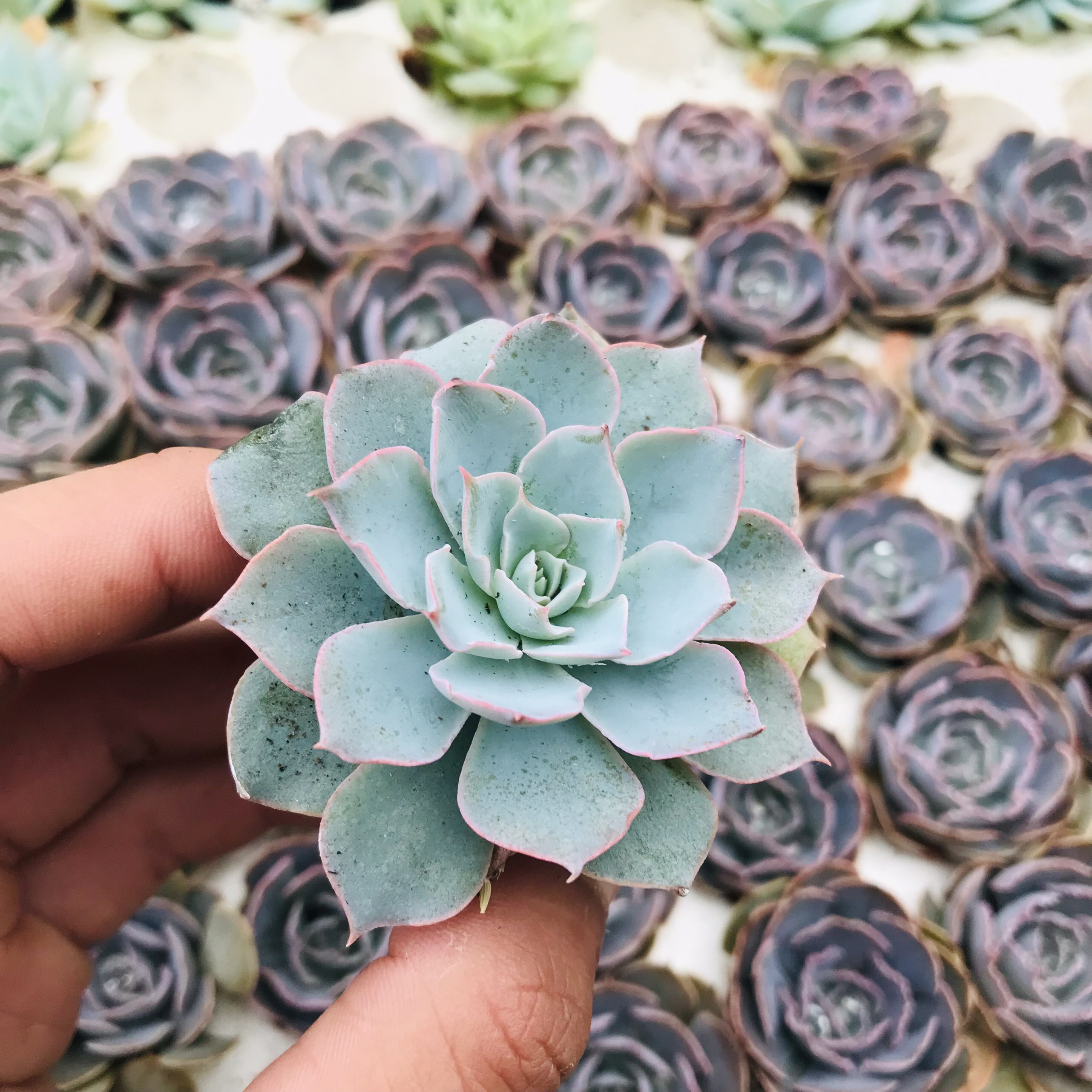 SEN ĐÁ HỒNG PHẤN SIZE MINI KHOẺ ĐẸP LỖI 1 ĐỔI 1