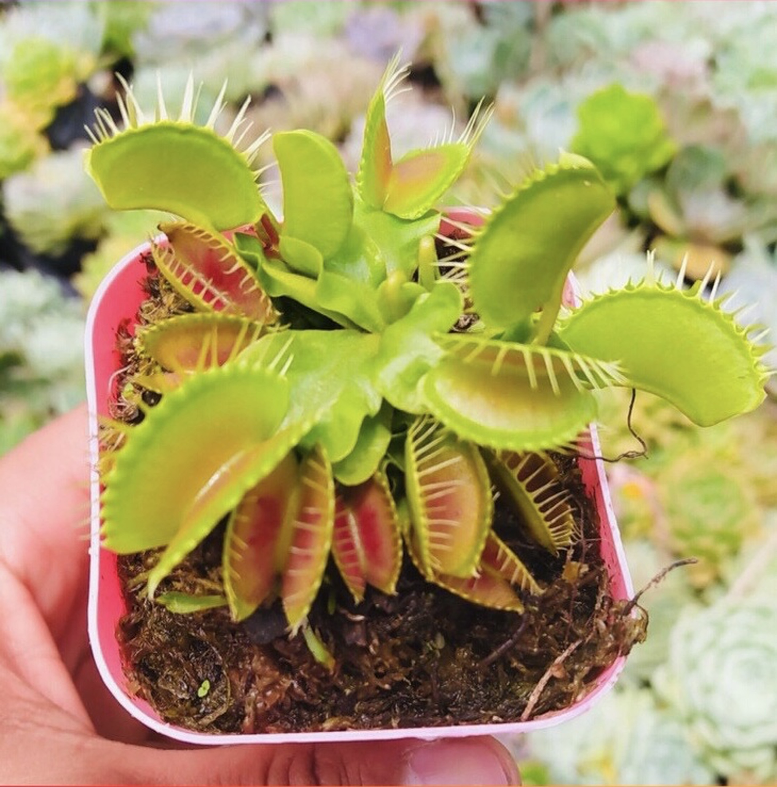 Cây bẫy kẹp , bắt mồi , cây ăn thịt ruồi