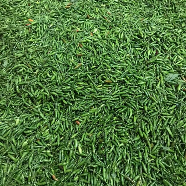 Ớt thóc xanh sìn hồ lai châu 120k/kg