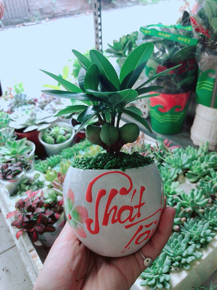 [HCM]Chậu Cây May Mắn Phát Tài