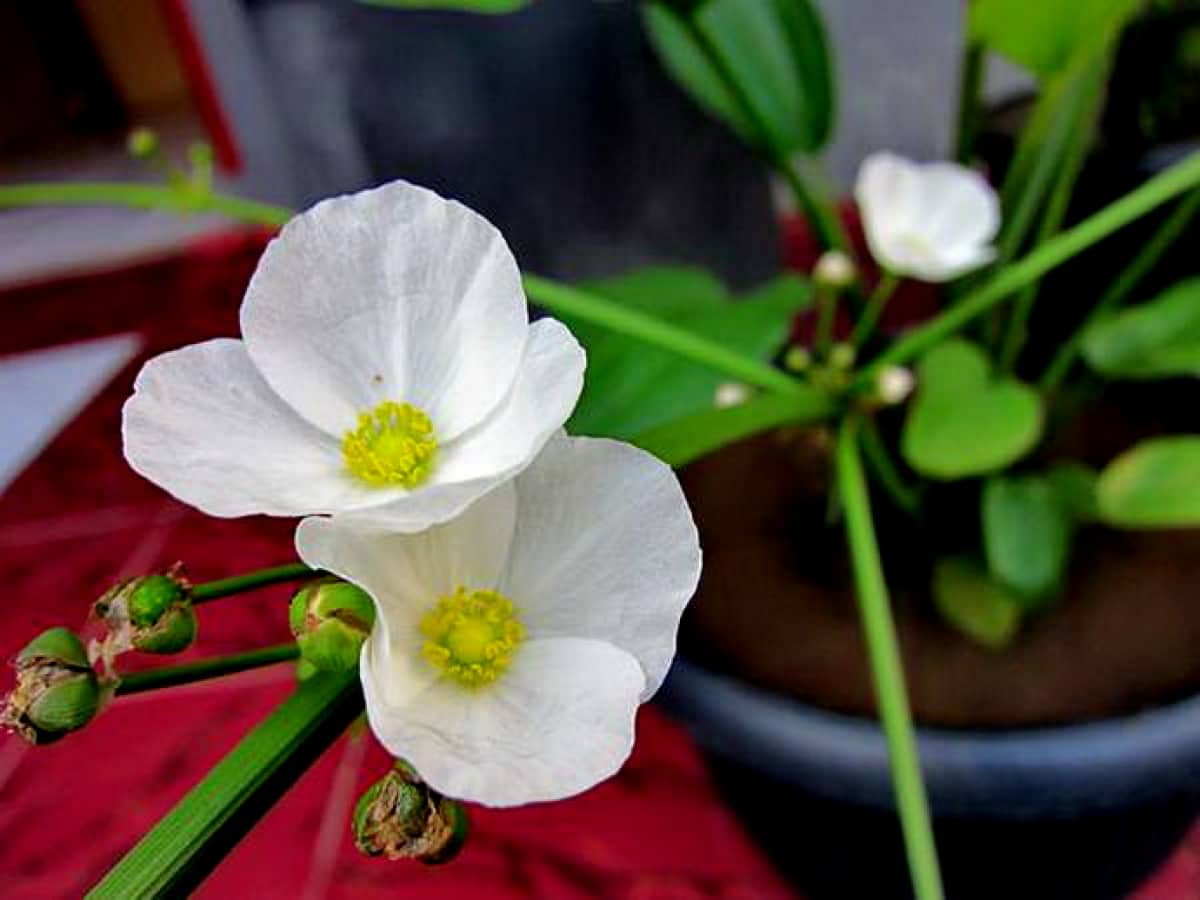 3 Cây Giống Bách Thủy Tiên ?? Mua 3 Tặng 1 ?? Số Lượng Có Hạn | Lazada.Vn