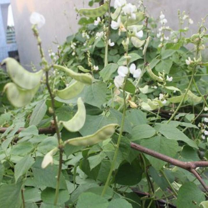 gói 10 hạt giống đậu ván xanh