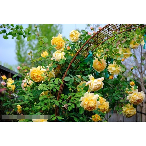 20 Hạt Giống Hoa Hồng Leo Vàng