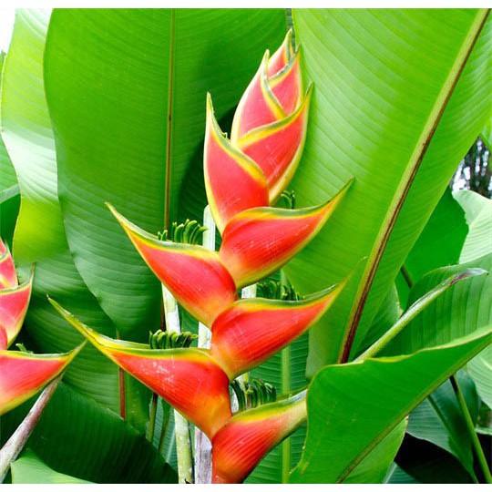 Cây Chuối Mỏ Phượng (cây bán hình 4)