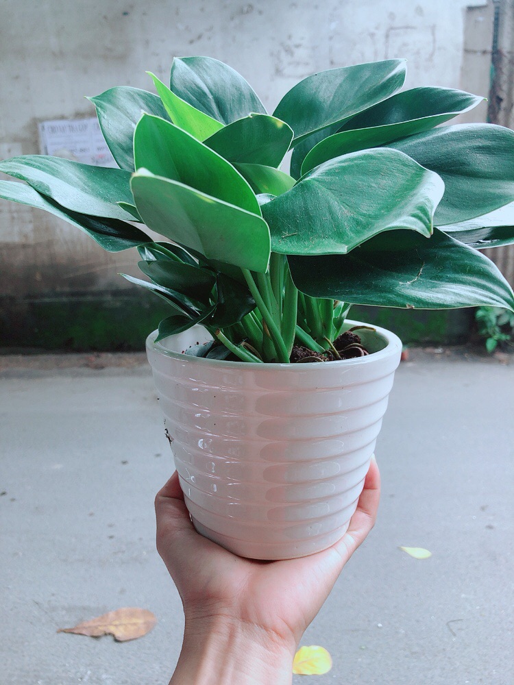 Chậu Trầu Bà Đế Vương Xanh