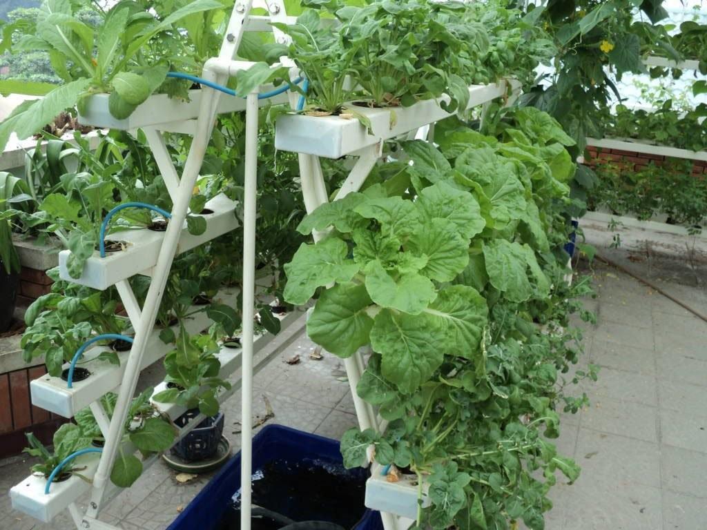 Dung Dịch Thủy Canh HYDROPONIC 100ML
