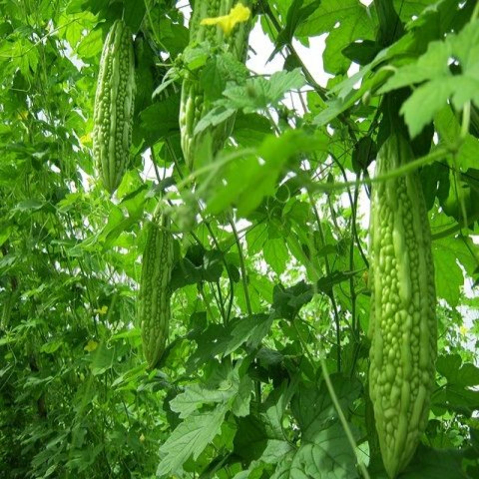 10 Hạt giống Khổ qua F1 (tặng Kích nẩy mầm, Hướng dẫn ươm)