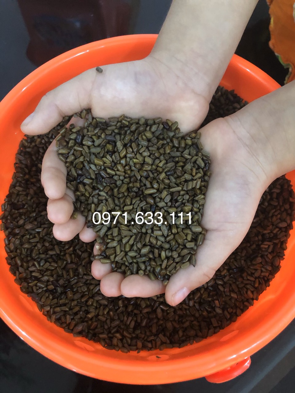 Combo 5kg hạt muồng xuất khẩu
