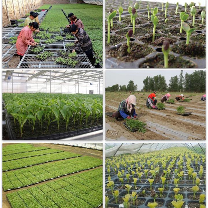 5 Khay ươm hạt giống 200 lỗ