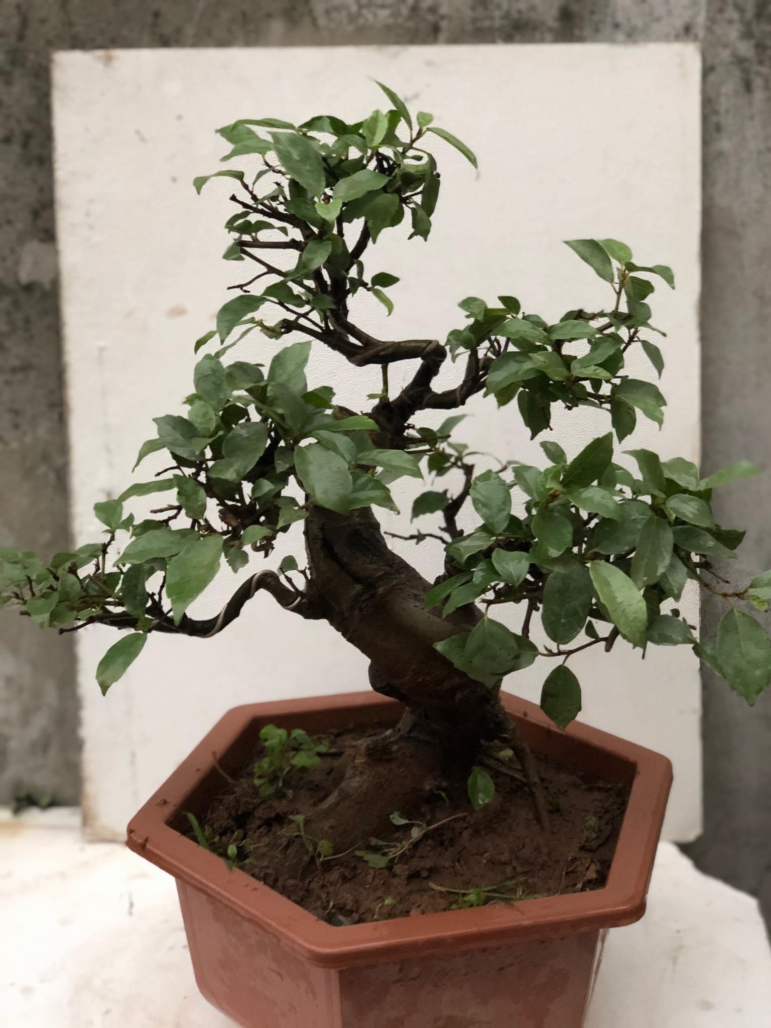 Cây sung bonsai 1