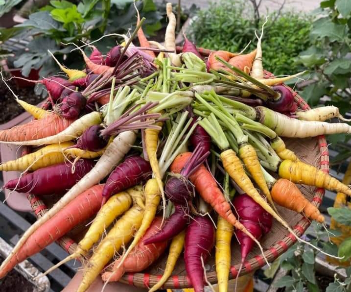 40h Hạt Giống Cà Rốt Mix Màu - TaNe Garden