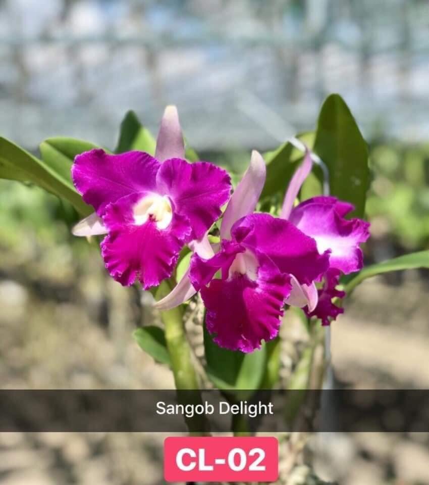 Lan Cattleya Sangod Delight 