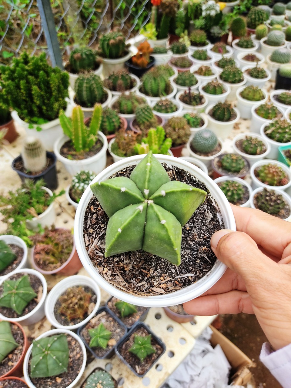 Xương rồng ASTRO xanh (nhiều size)