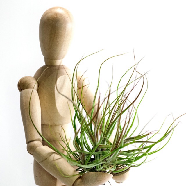Cây Không Khí Tillandsia Schiedeana ‘Minor’