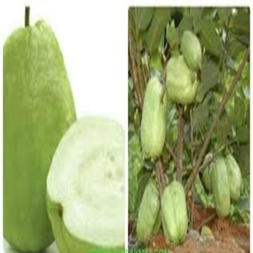 CÂY ỔI KHÔNG HẠT