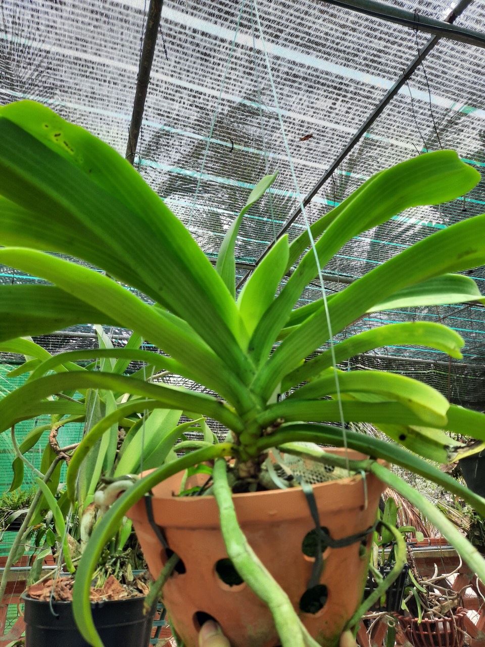 Lan rừng ngọc điểm (ghép chậu 2 cây - loại lớn)