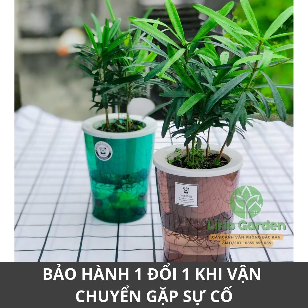 [ quà tặng kèm ] cây tùng la hán thủy sinh