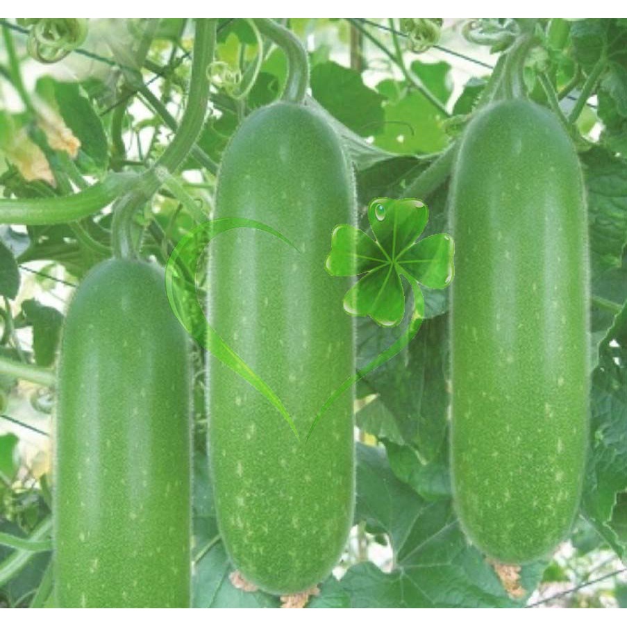Hạt giống bí đao chanh - gói 1 gram