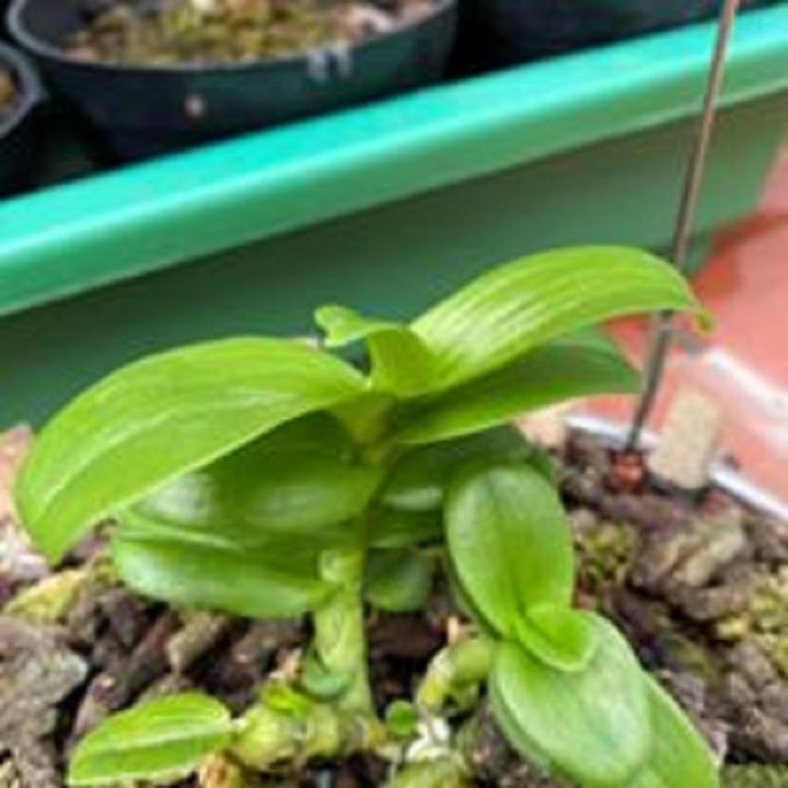 Hoa phong lan trầm trắng mắt đỏ (cây cao 20cm, bộ rễ khỏe)
