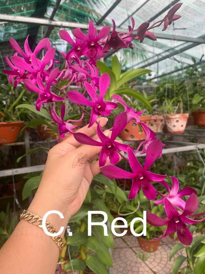 Denro Ceasar Red / Hoàng Đế Đỏ