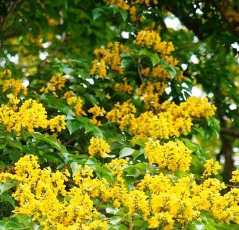 Hạt Giống Cây Giáng Hương ( Còn gọi là Đinh Hương ) - Gói 10 hạt