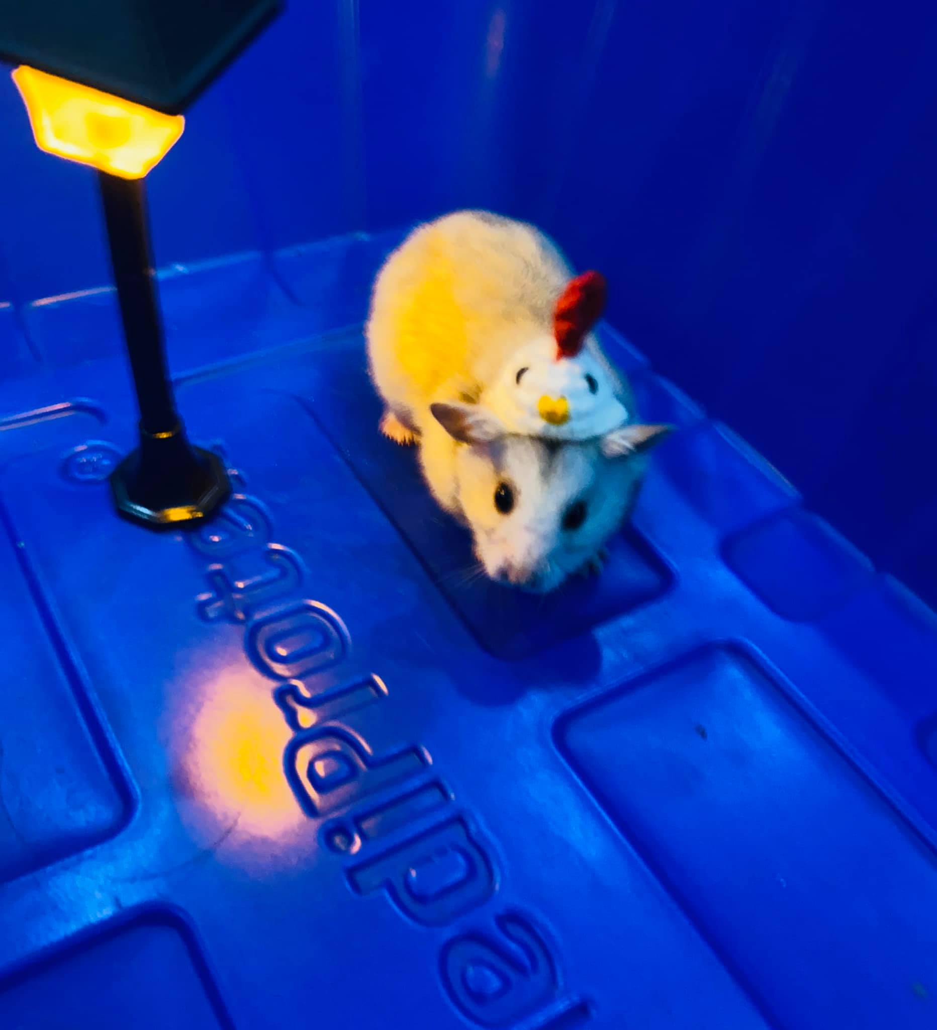 ĐÈN TRANG TRÍ CHUỒNG CHO HAMSTER