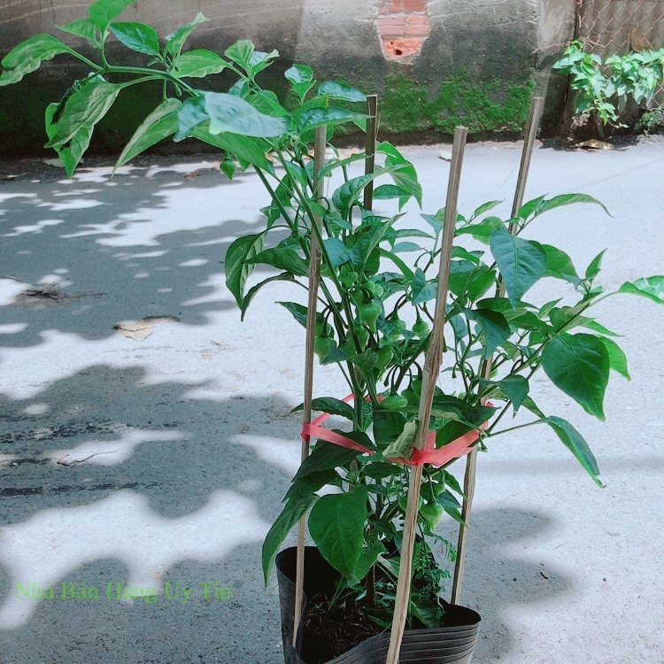Bụi ớt trái tim