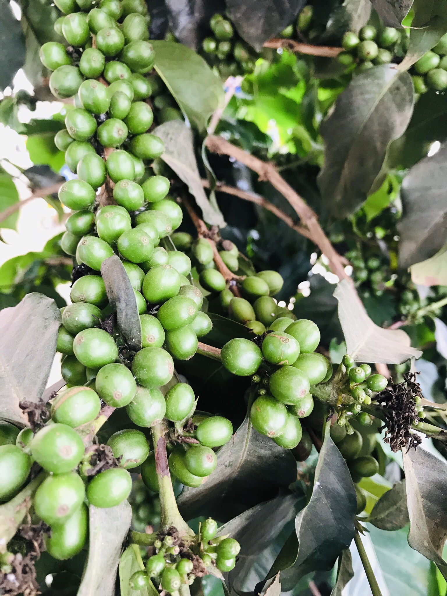 1kg cà phê nhân sống chưa rang Arabica Cầu Đất