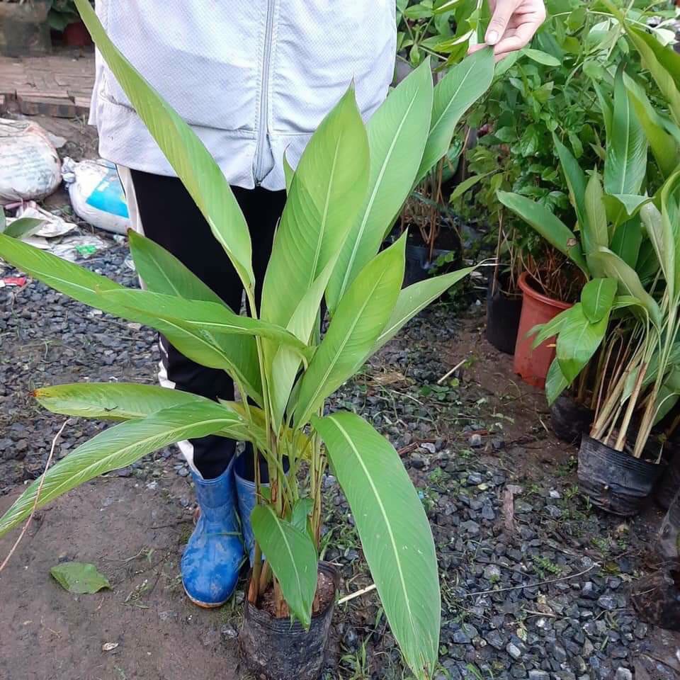 Cây thiên điểu - Strelitzia reginae